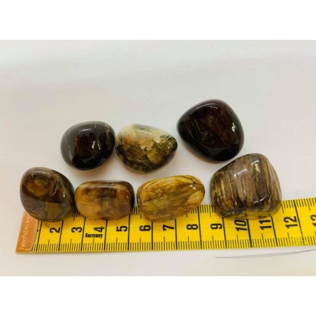 pierre roulée bois fossile