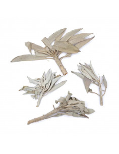 sauge blanche en feuilles, purification pierres 2